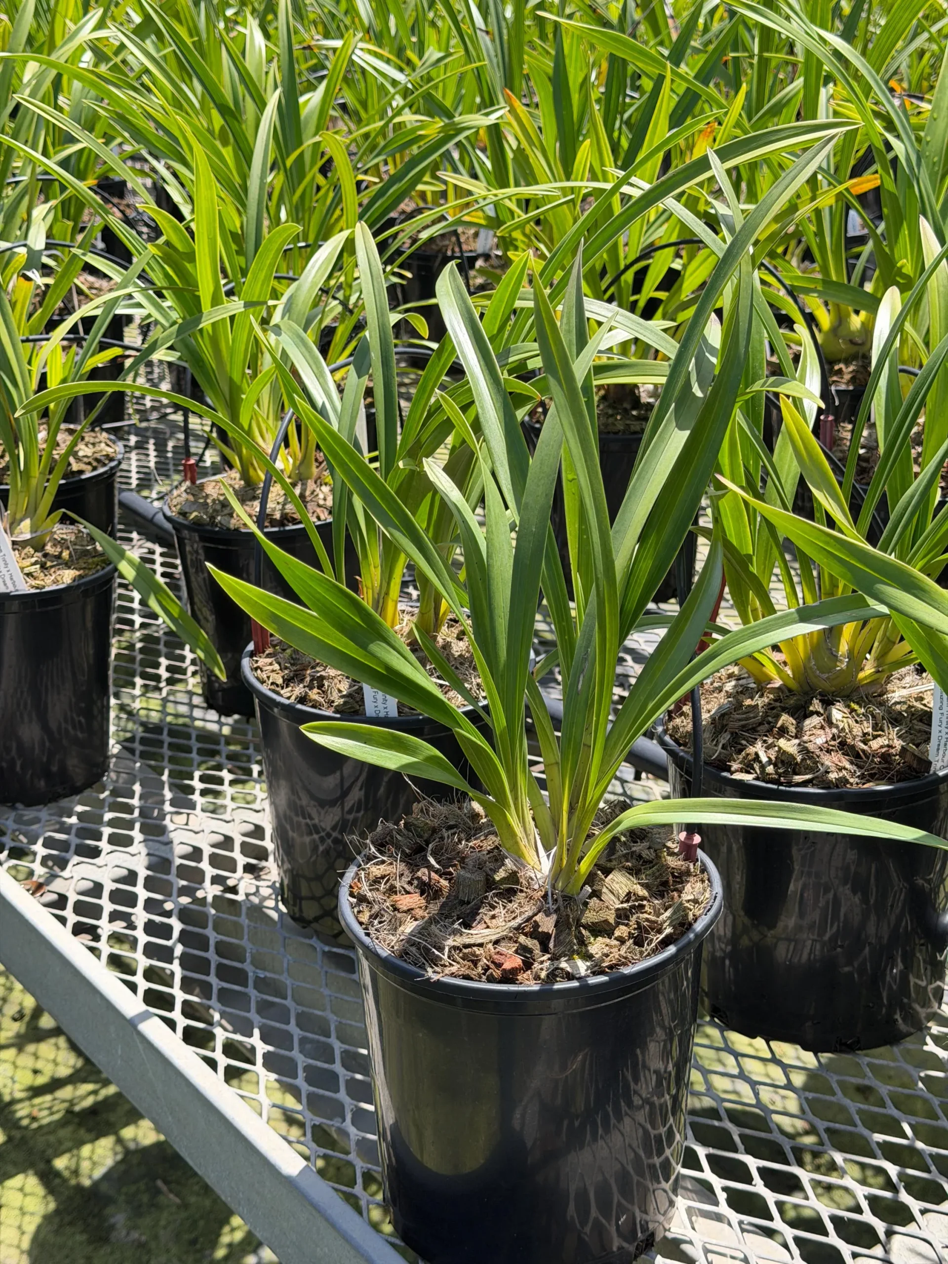 Cymbidium (Dream Trinity x Habour City) 'Marjorie' x Cymbidium (Blazing Fury x Dream Trinity) 'Vader' - Image 3