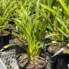 Cymbidium Hazel Tyler '#1' 4n x Cym. Summer Rose '4n' - Image 3