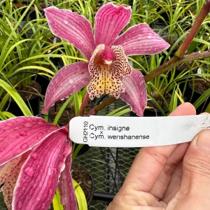 Cymbidium insigne x Cymbidium wenshanense