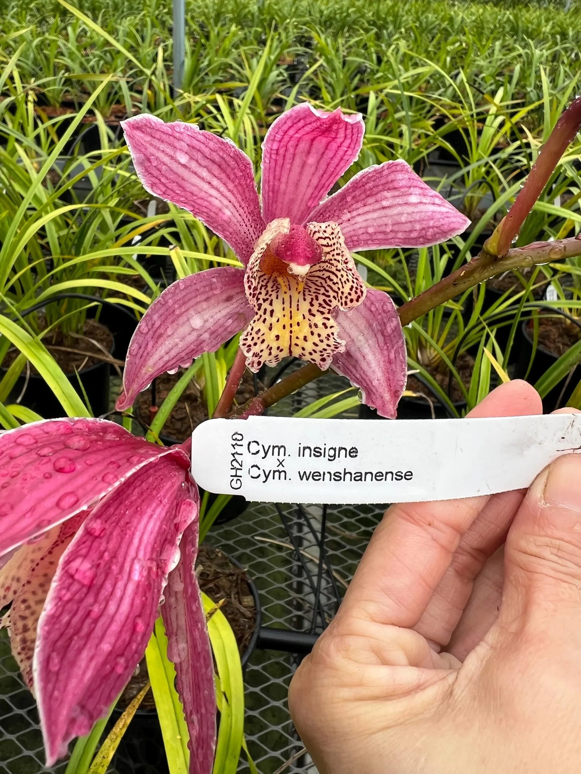 Cymbidium insigne x Cymbidium wenshanense