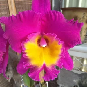 Rlc. Chunfong Red