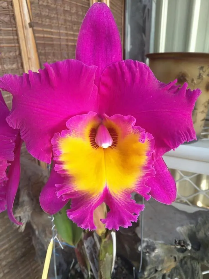 Rlc. Chunfong Red