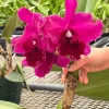 Rlc. Chief Black Diamond - Image 3
