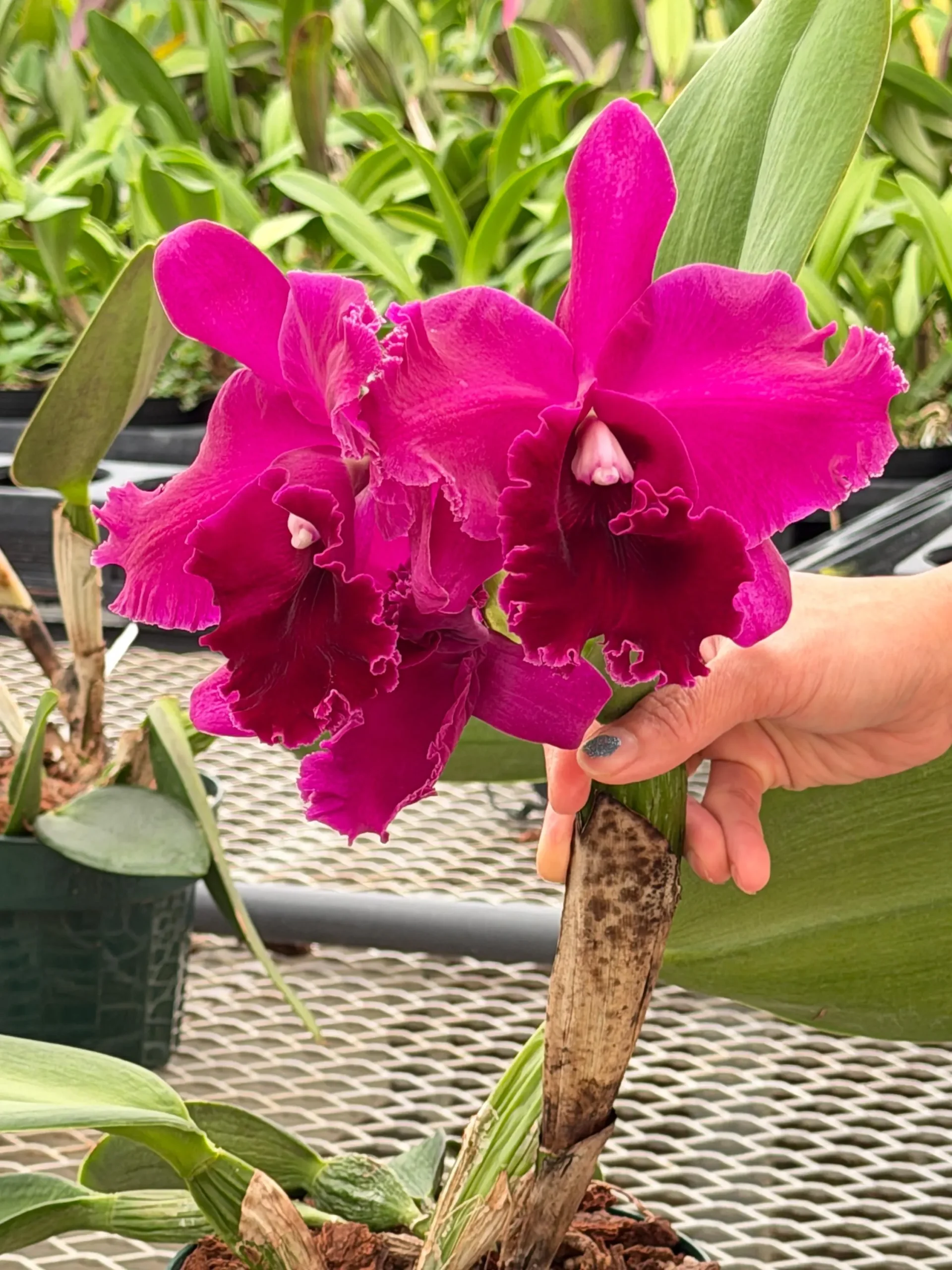Rlc. Chief Black Diamond - Image 3