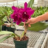 Rlc. Chief Black Diamond - Image 4