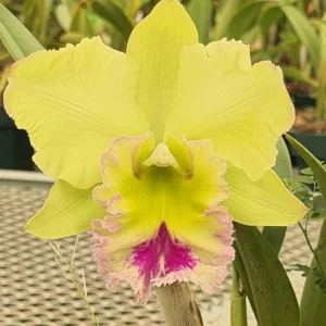 Rlc. Chief Green Paradise 'Big Green'