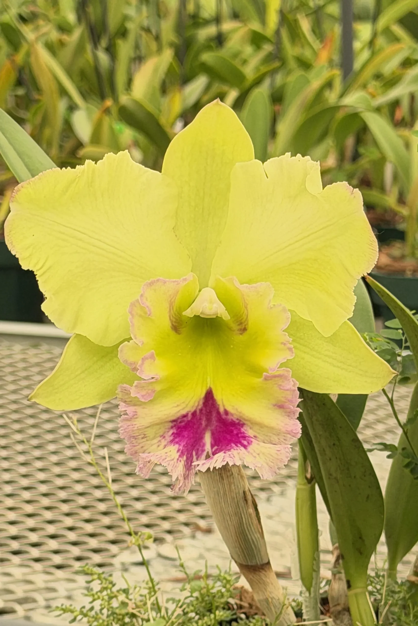Rlc. Chief Green Paradise 'Big Green'