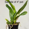 Rlc. Chunfong Red - Image 4