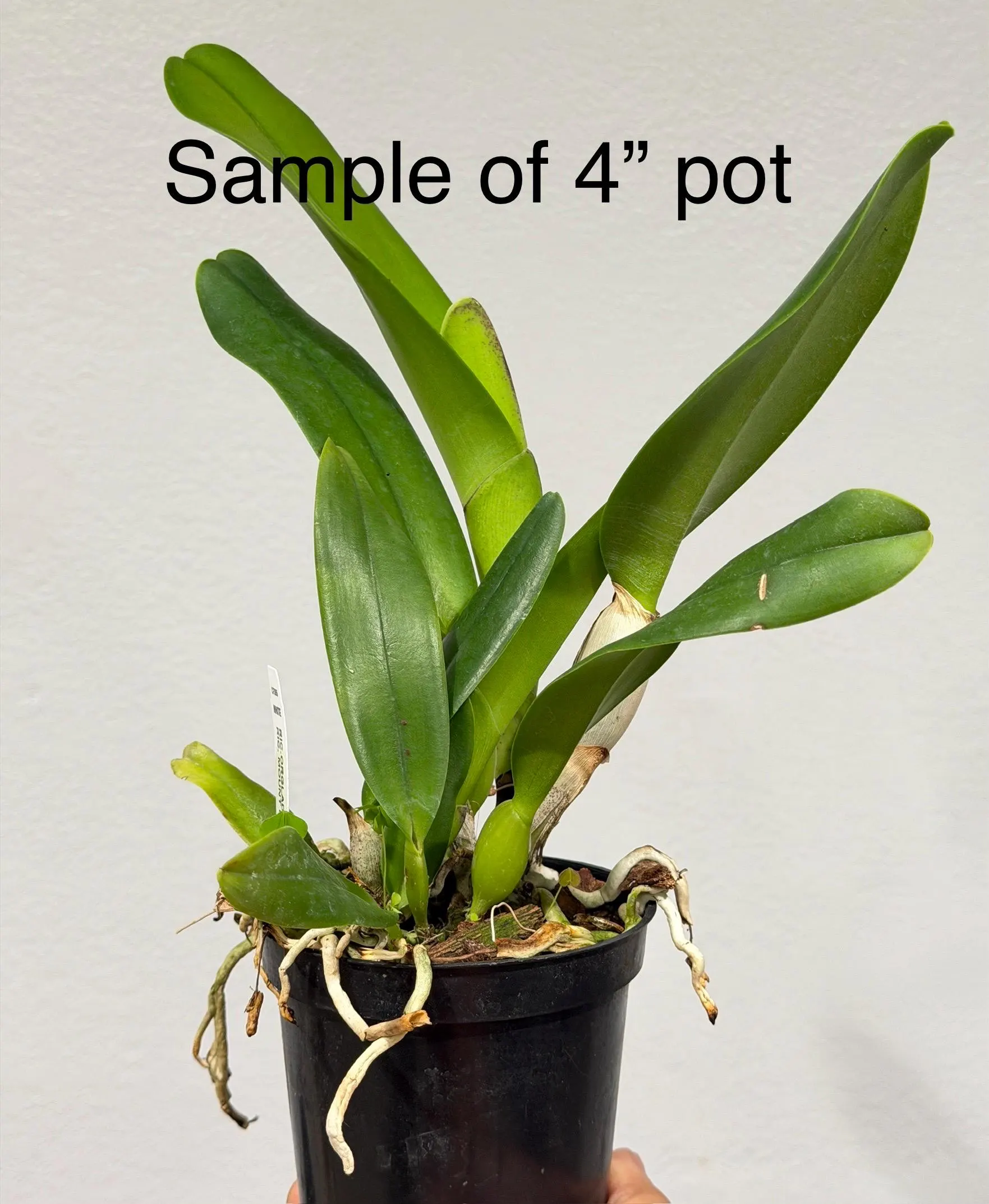 Rlc. Chunfong Red - Image 4