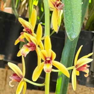 Cymbidium finlaysonianum