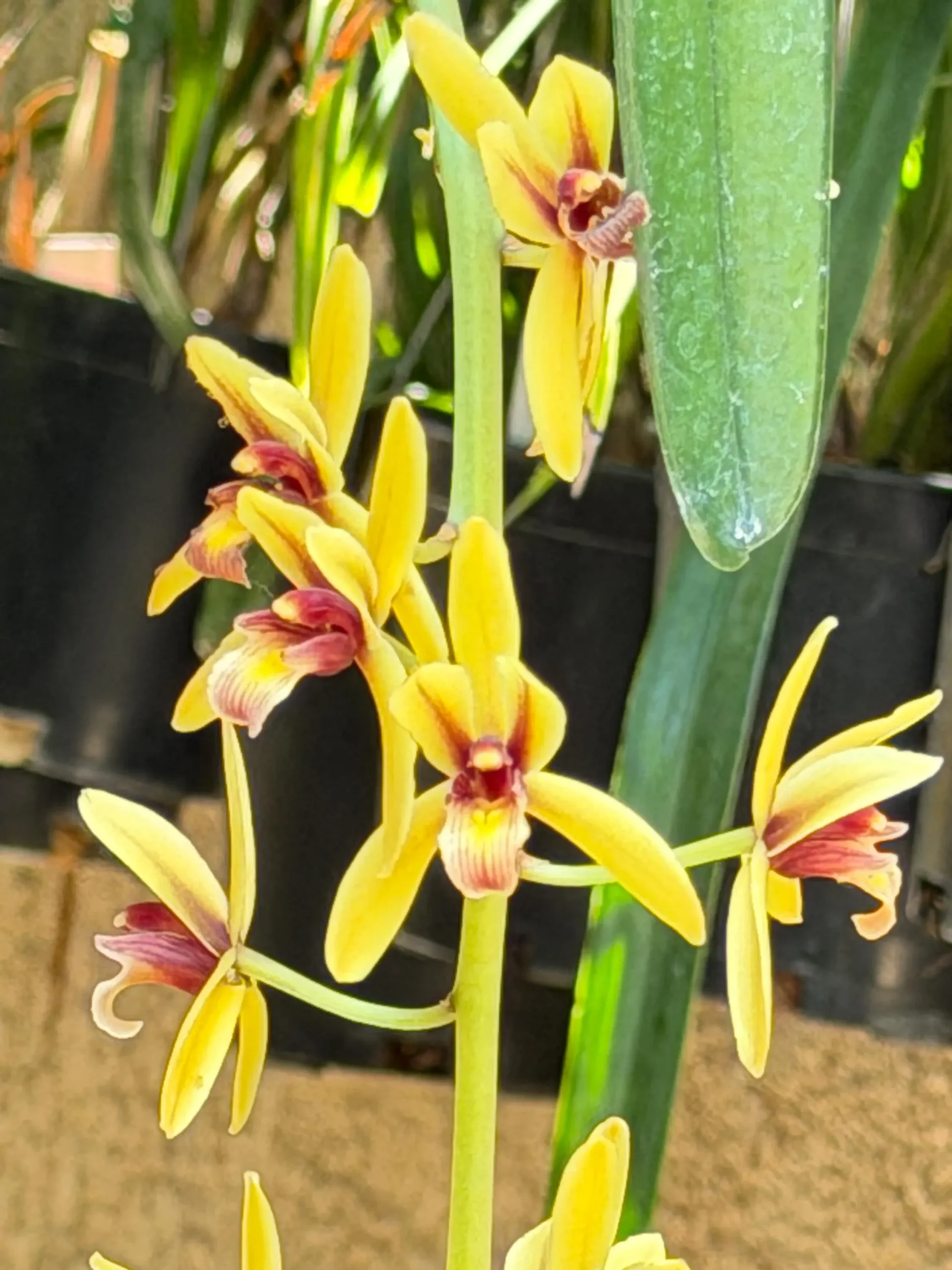 Cymbidium finlaysonianum