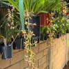 Cymbidium finlaysonianum - Image 6