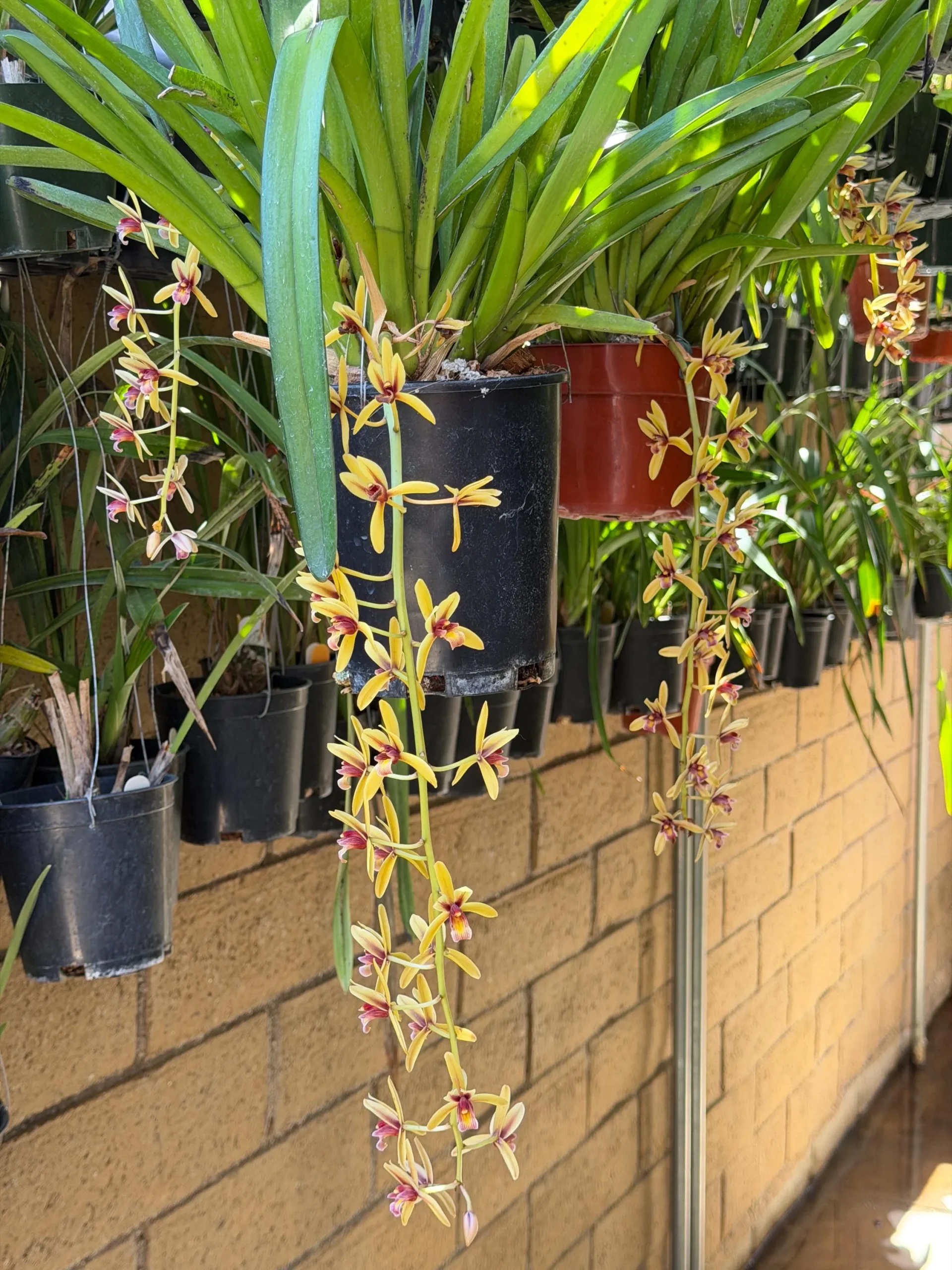 Cymbidium finlaysonianum - Image 6