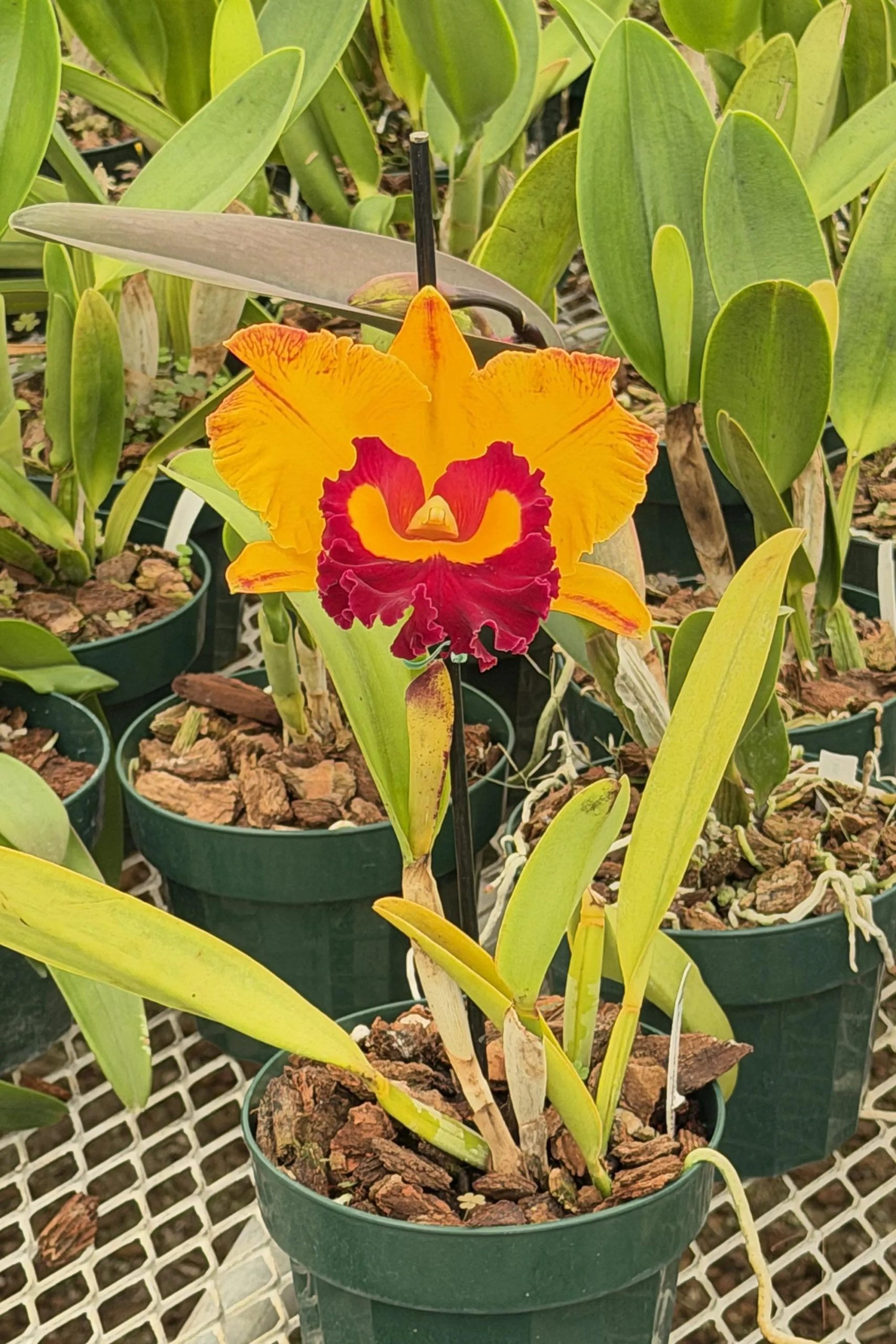 Rlc. Chief Monkey - Image 2
