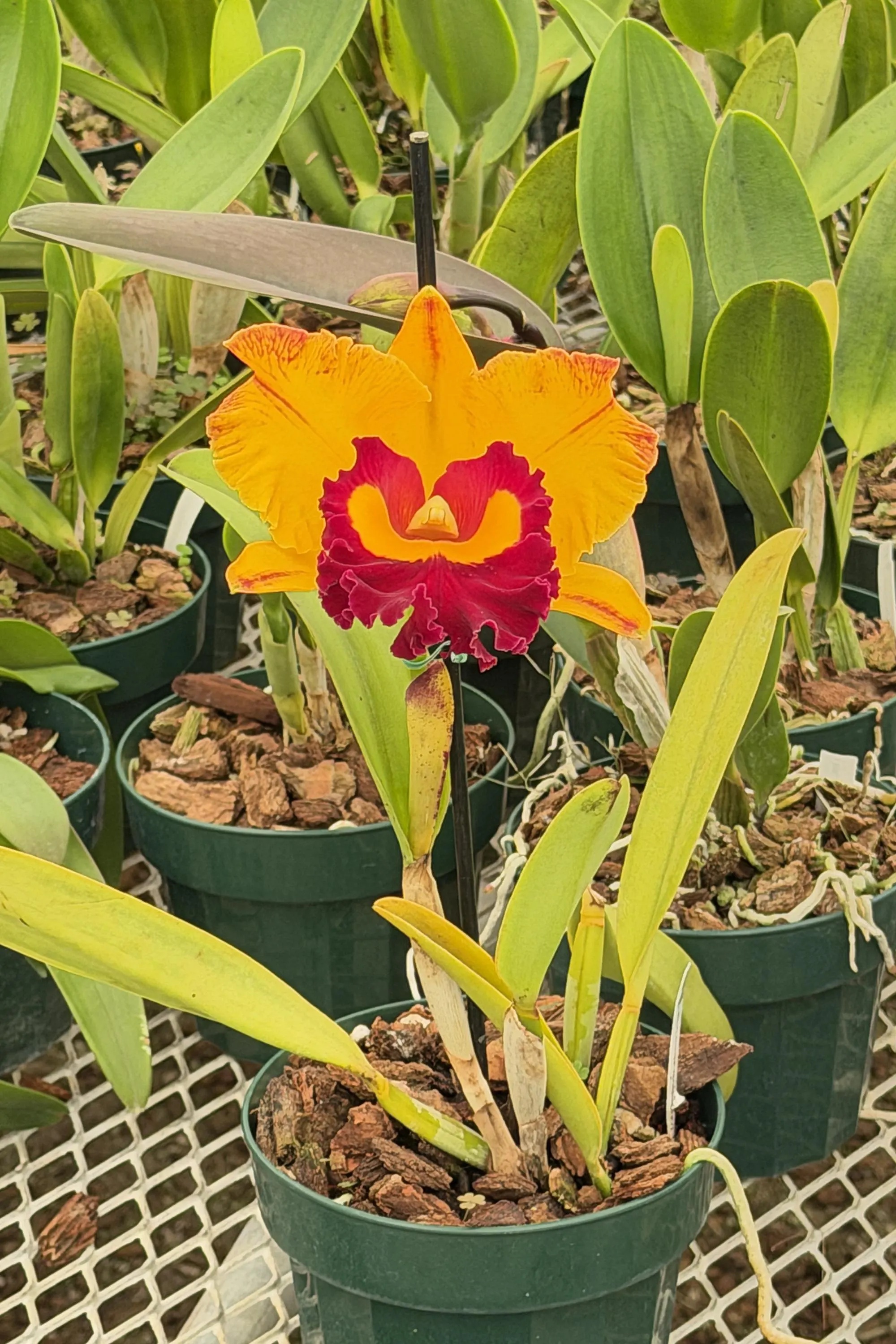 Alternative view of Rlc. Chief Monkey