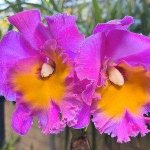 Rlc. Chunfong Red