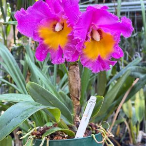 Alternative view of Rlc. Chunfong Red