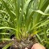 Cymbidium Barrita Wry 'Orange Red Lip' - Image 6