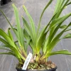 Cymbidium Regal Flame 'Queen of Hearts' - Image 3