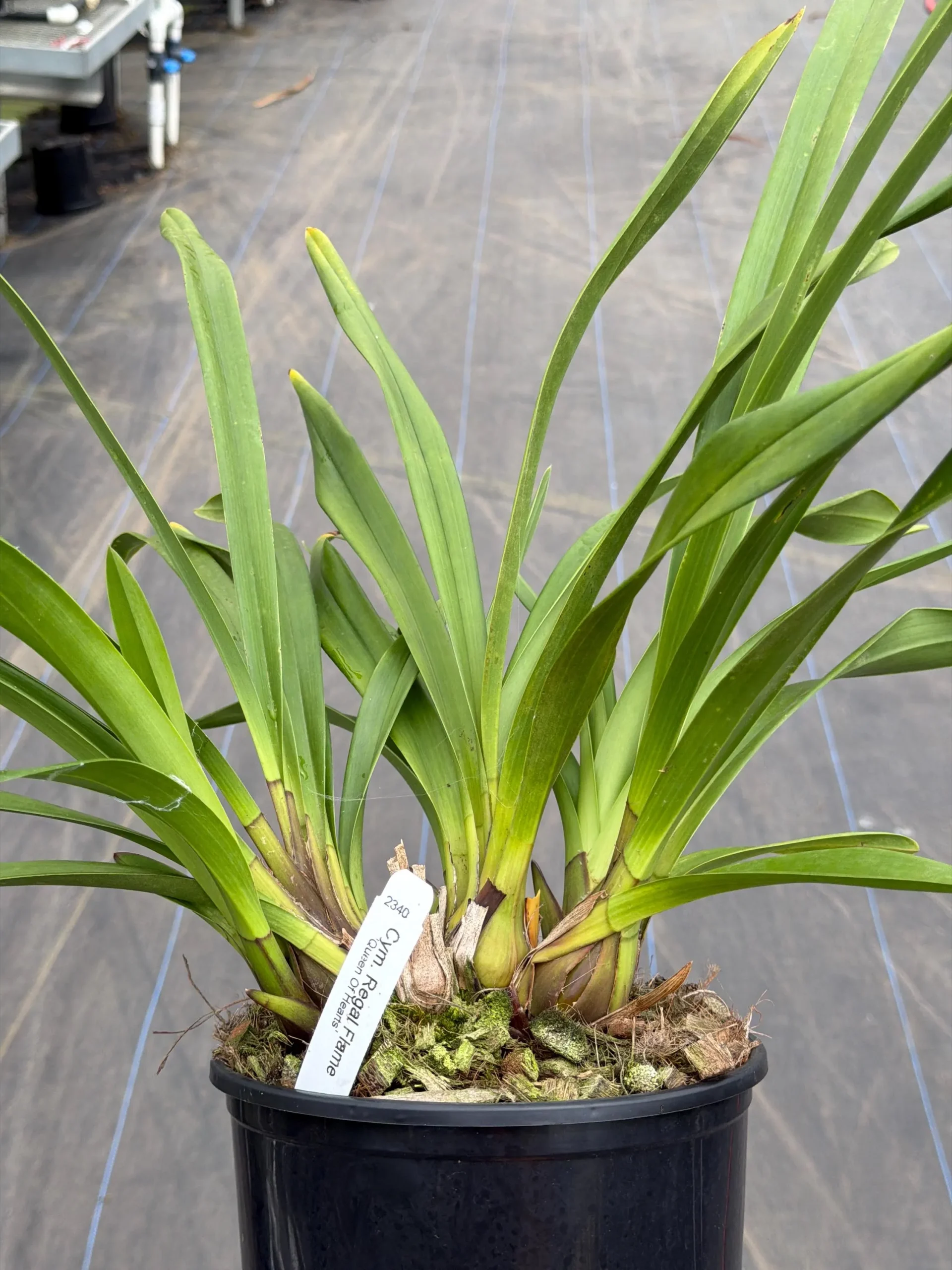Cymbidium Regal Flame 'Queen of Hearts' - Image 3