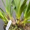 Cymbidium Regal Flame 'Queen of Hearts' - Image 4