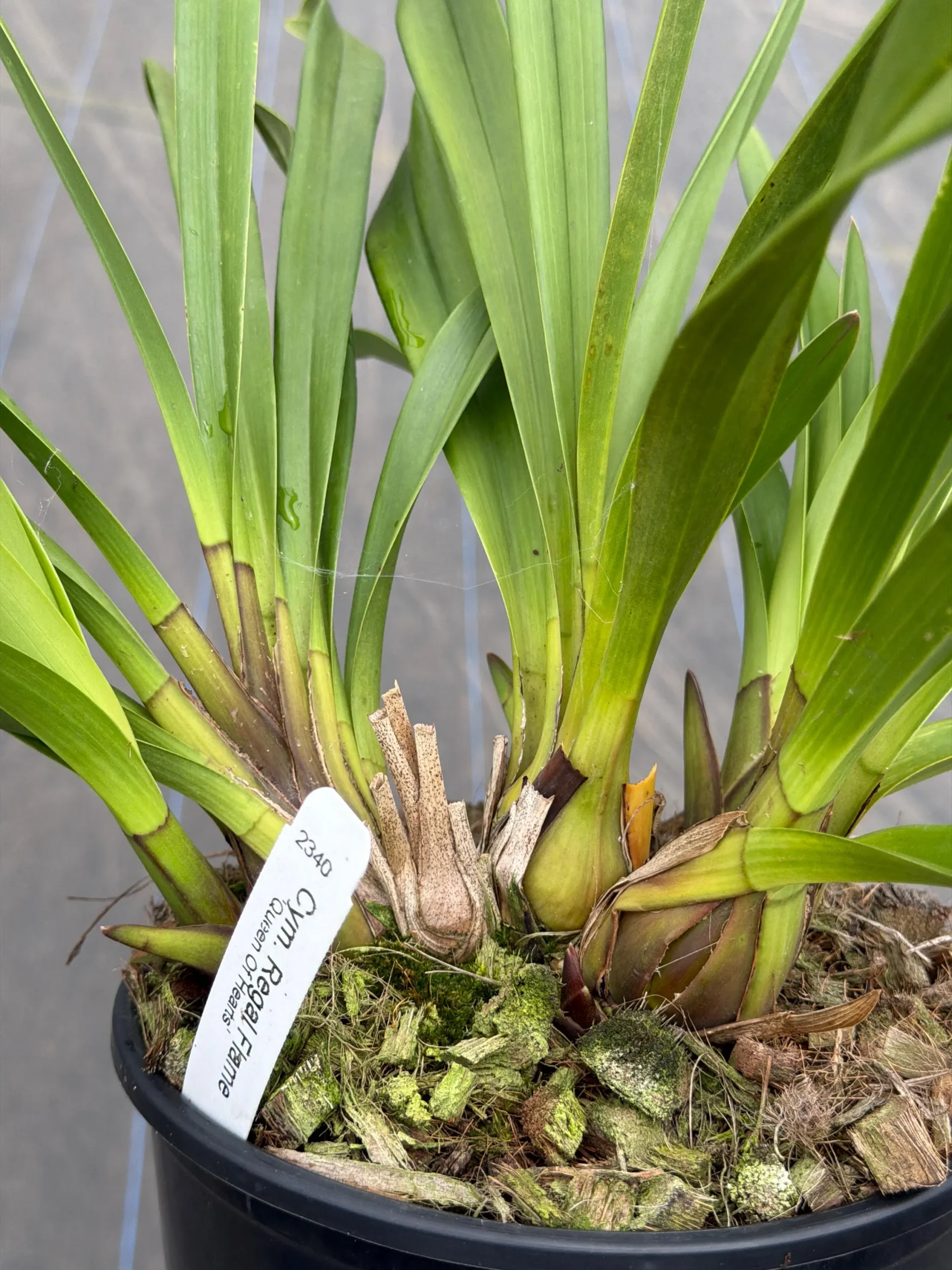 Cymbidium Regal Flame 'Queen of Hearts' - Image 4