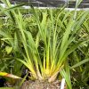 Cymbidium (Valley den Hoogenbrand x Zenation) 'Mil Green' - Image 3