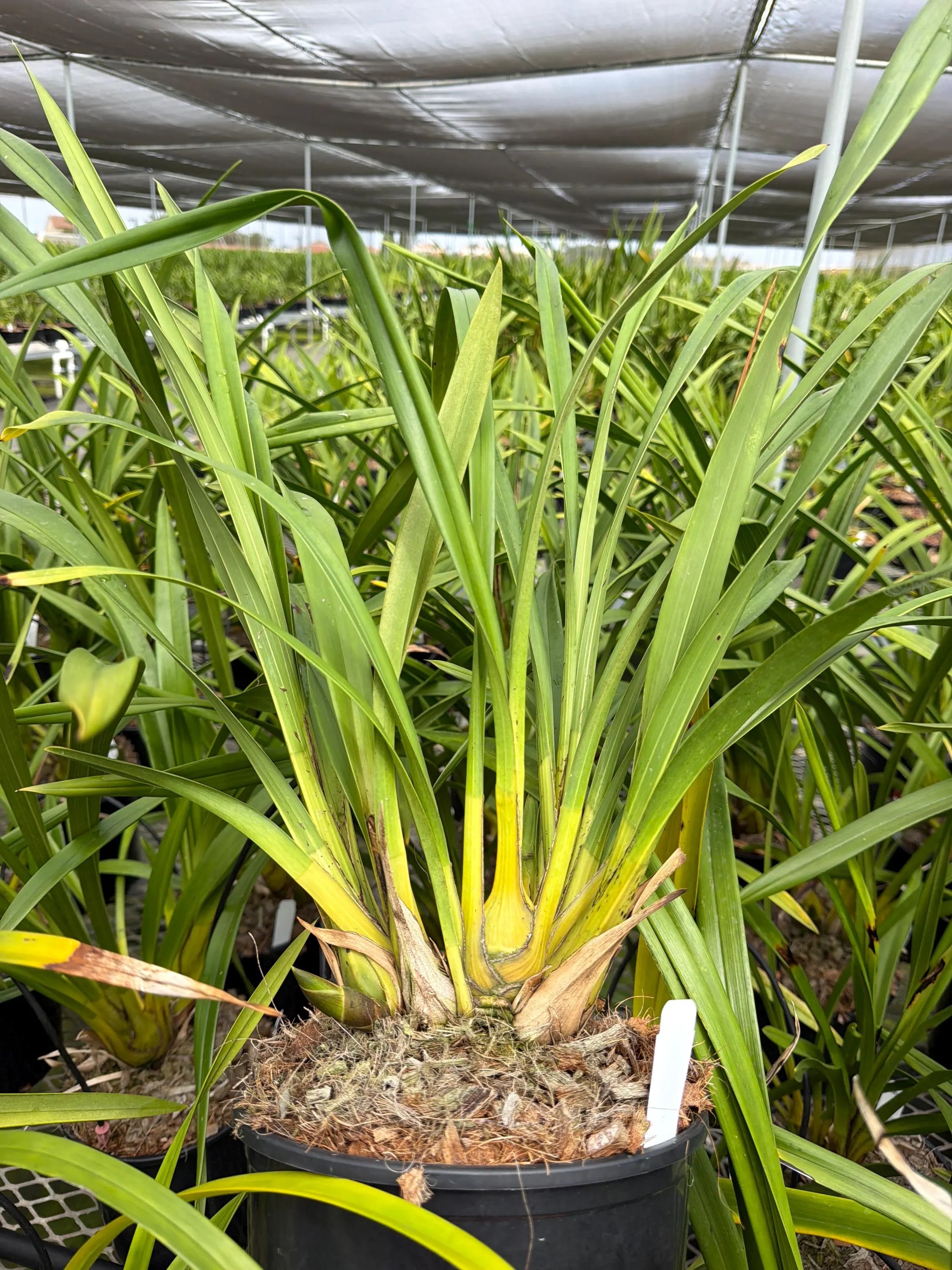 Cymbidium (Valley den Hoogenbrand x Zenation) 'Mil Green' - Image 3