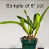 Rlc. Chunfong Red - Image 3