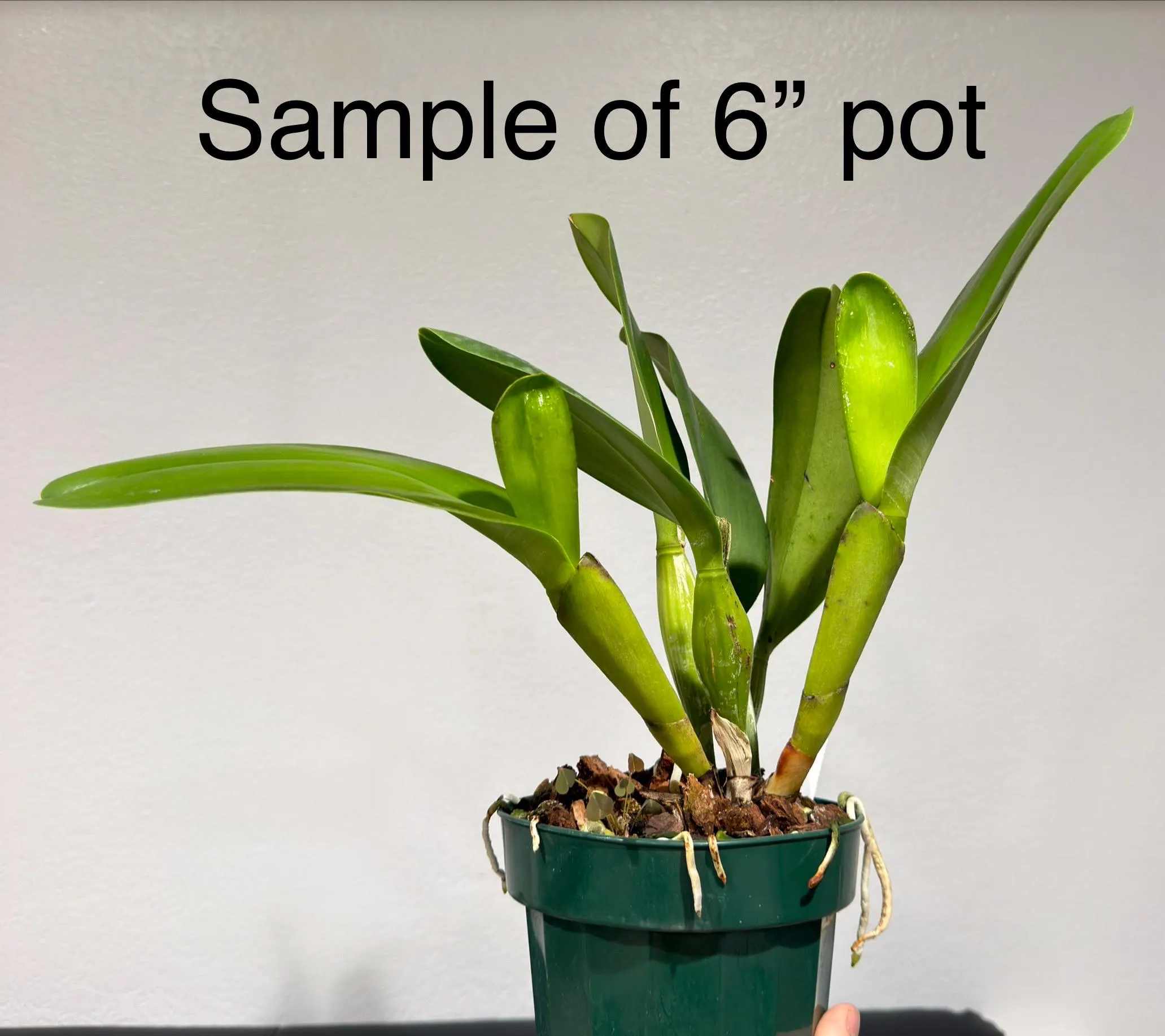 Rlc. Chunfong Red - Image 3