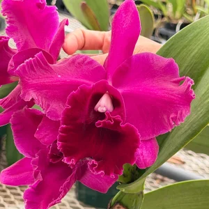 Rlc. Chief Black Diamond