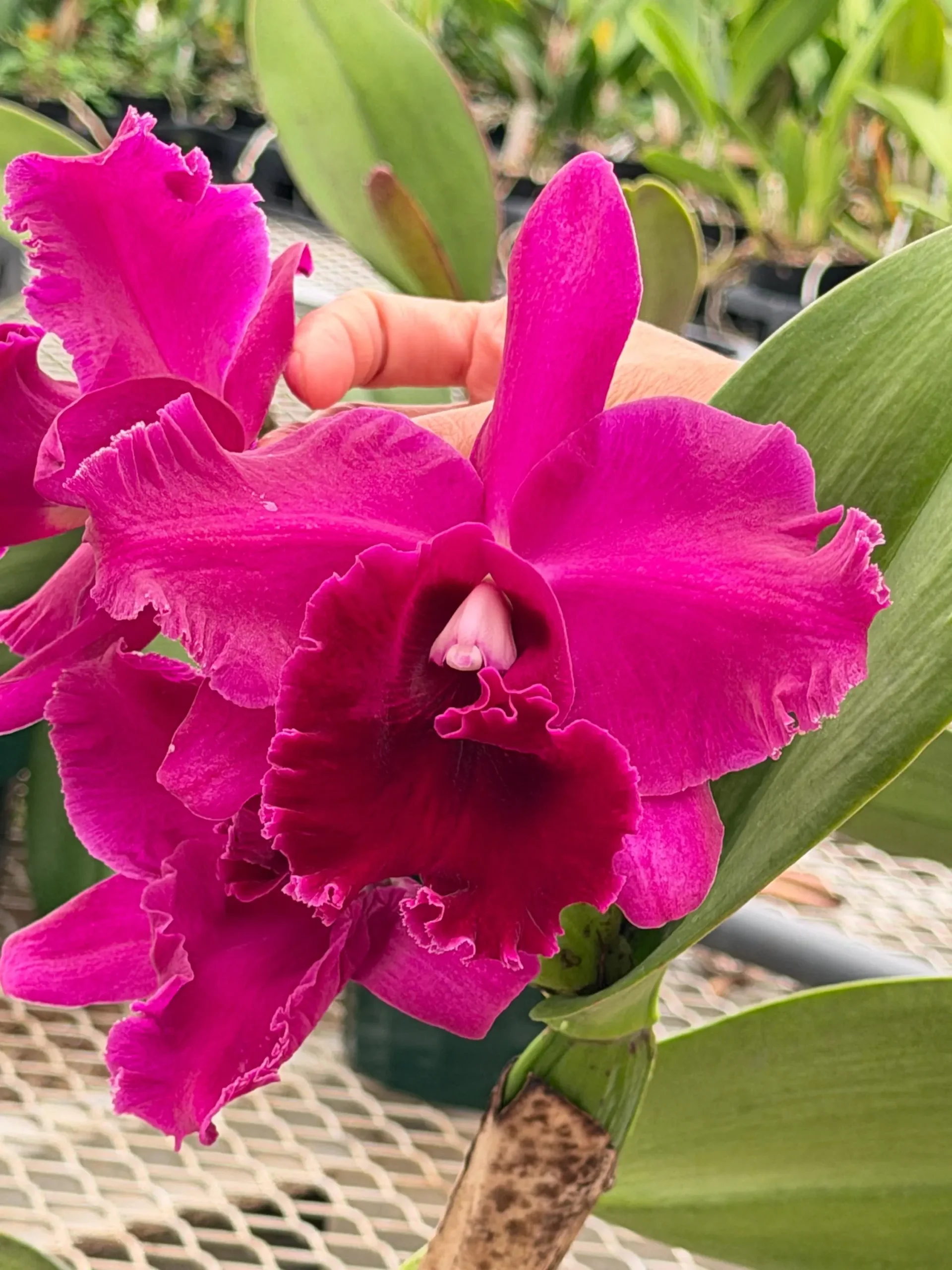Rlc. Chief Black Diamond