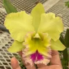 Rlc. Chief Green Paradise 'Big Green' - Image 5