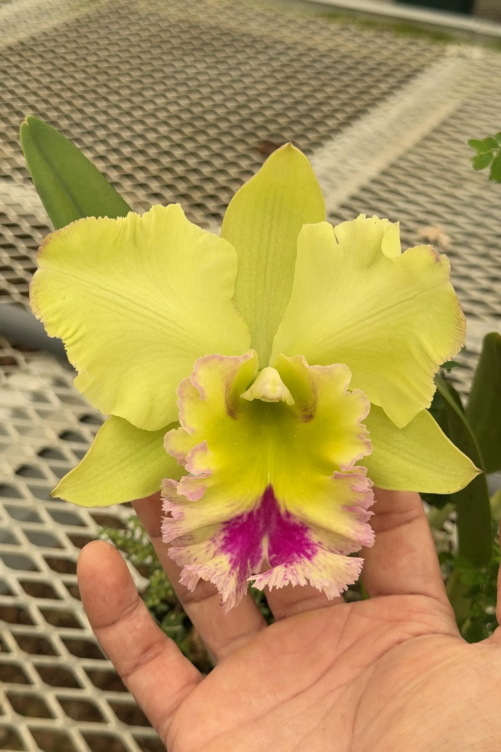 Rlc. Chief Green Paradise 'Big Green' - Image 5