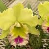 Rlc. Chief Green Paradise 'Big Green' - Image 4