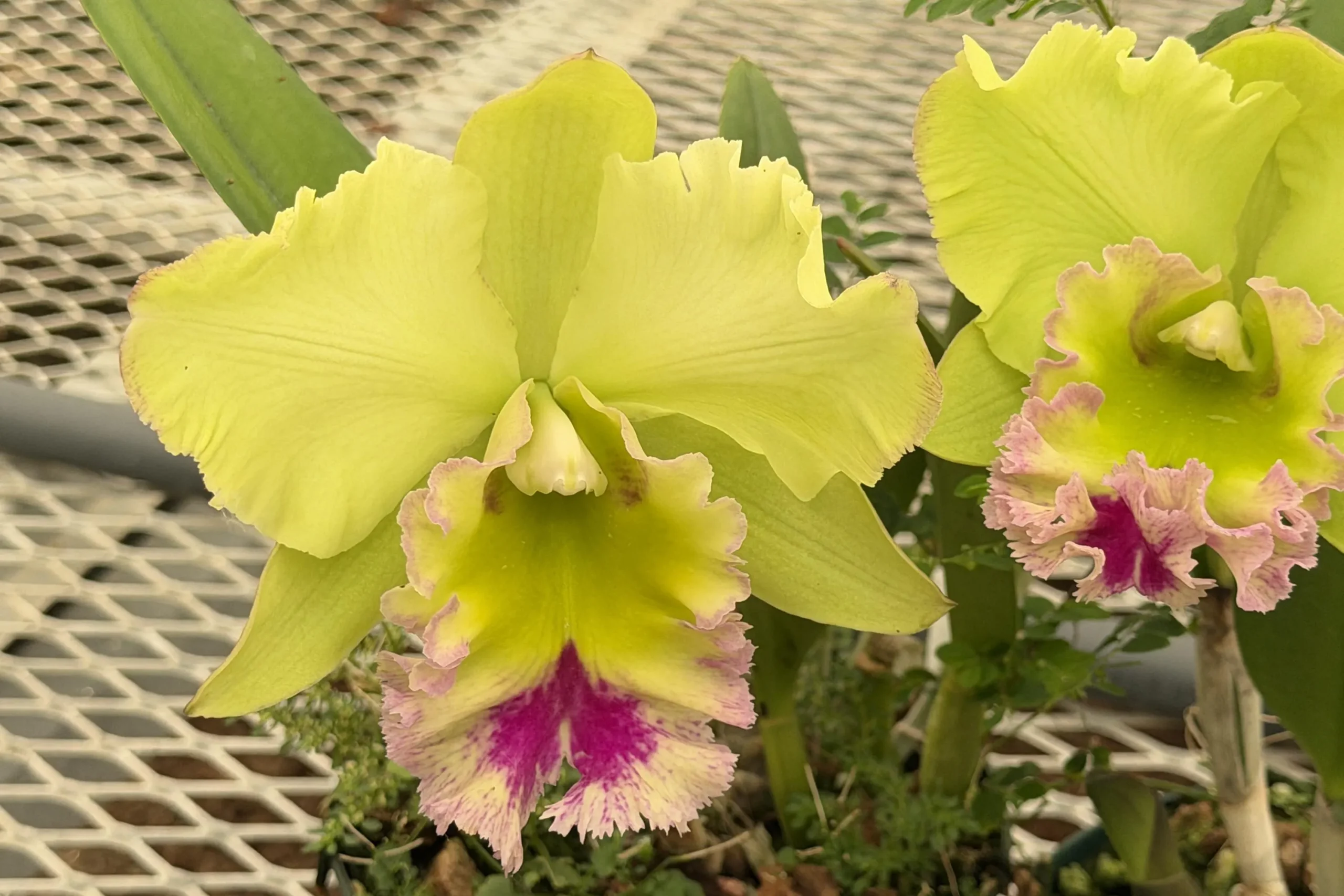 Rlc. Chief Green Paradise 'Big Green' - Image 4