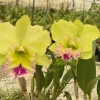 Rlc. Chief Green Paradise 'Big Green' - Image 3