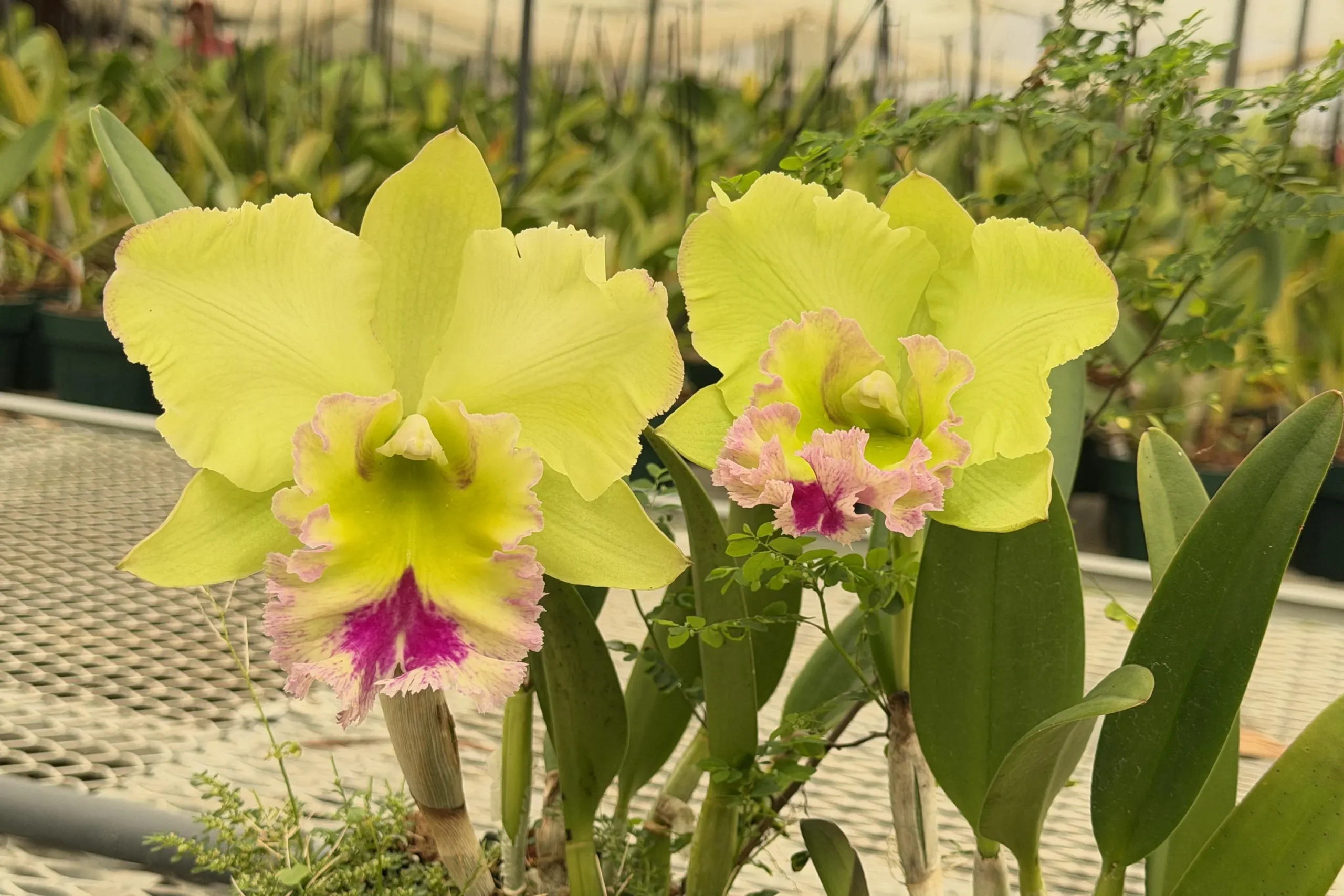 Rlc. Chief Green Paradise 'Big Green' - Image 3