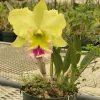 Rlc. Chief Green Paradise 'Big Green' - Image 6
