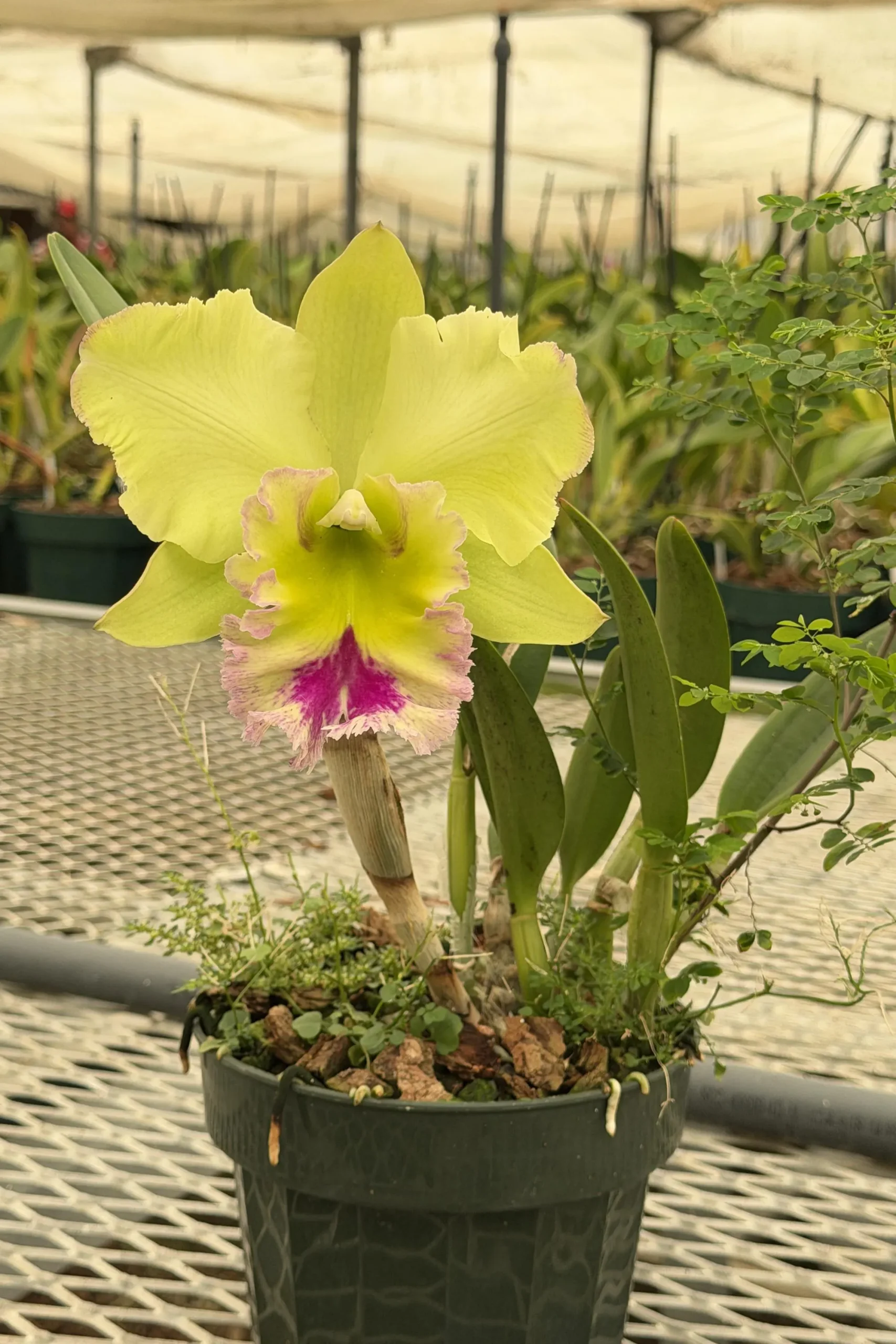 Rlc. Chief Green Paradise 'Big Green' - Image 6