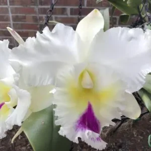 Rlc. Orglade's Grand x Rlc. Mount Hood