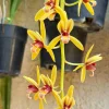 Cymbidium finlaysonianum - Image 4