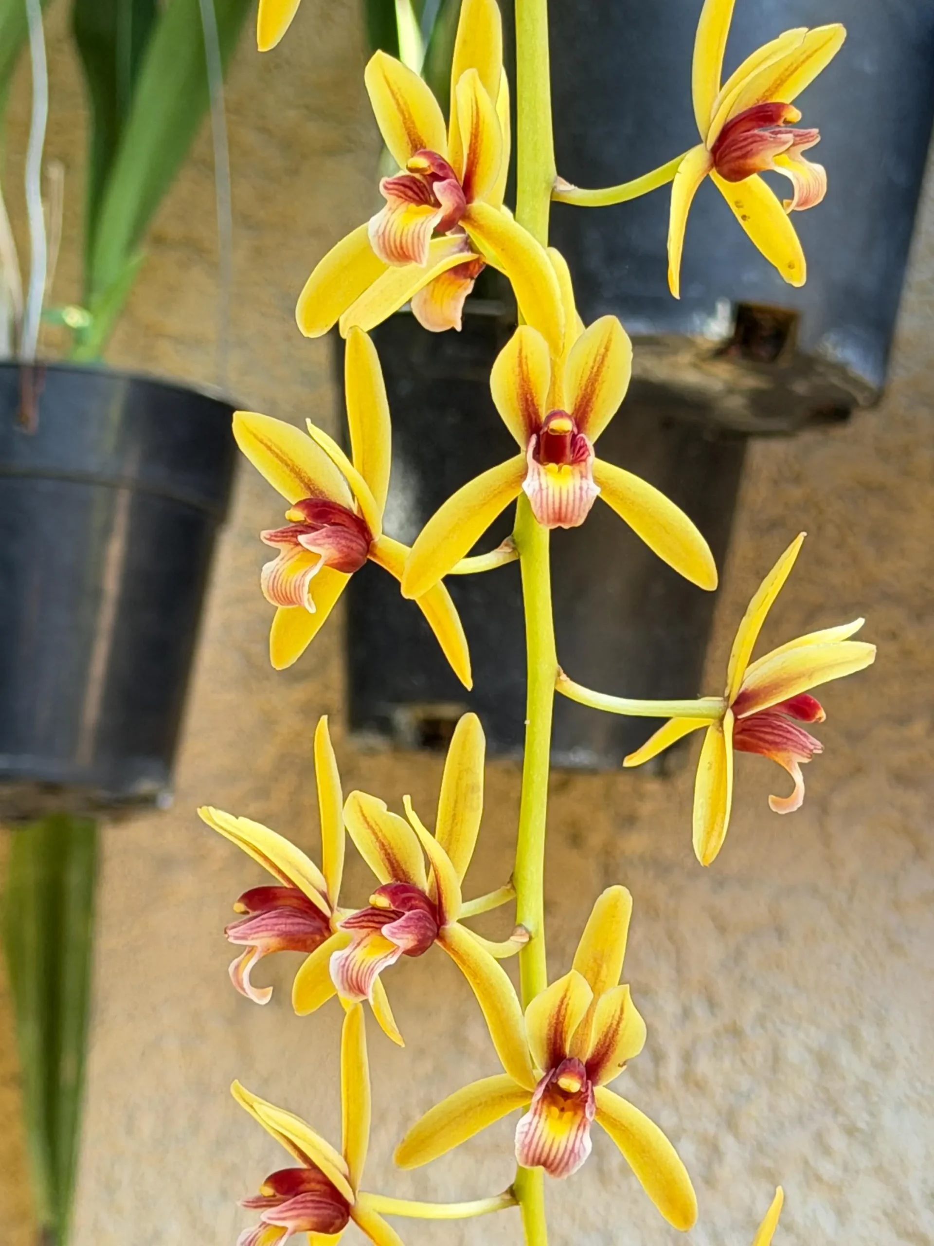 Cymbidium finlaysonianum - Image 4