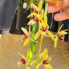 Cymbidium finlaysonianum - Image 2