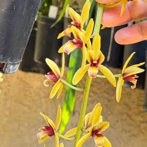 Alternative view of Cymbidium finlaysonianum