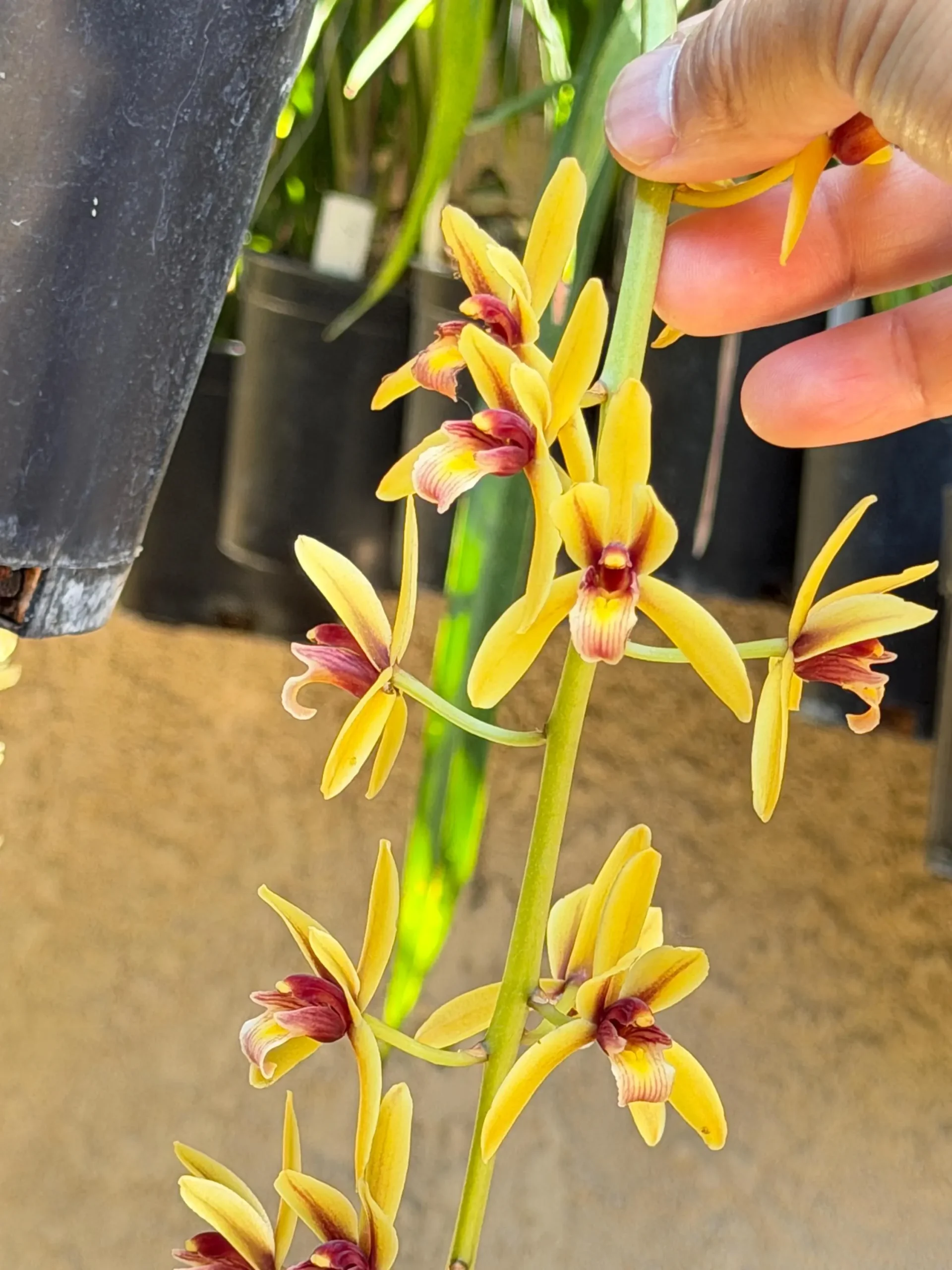 Cymbidium finlaysonianum - Image 2