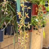 Cymbidium finlaysonianum - Image 5