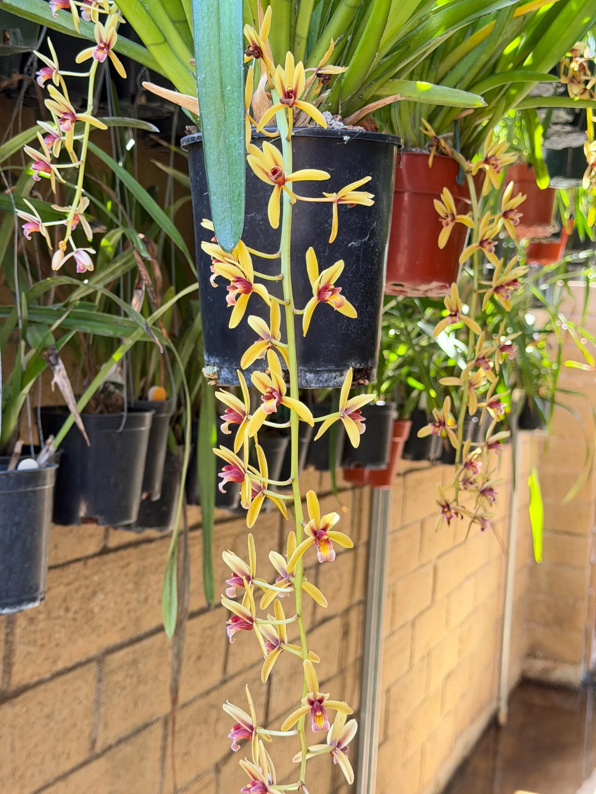 Cymbidium finlaysonianum - Image 5