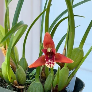 Maxillaria tenuifolia