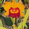 Rlc. Chief Monkey - Image 4